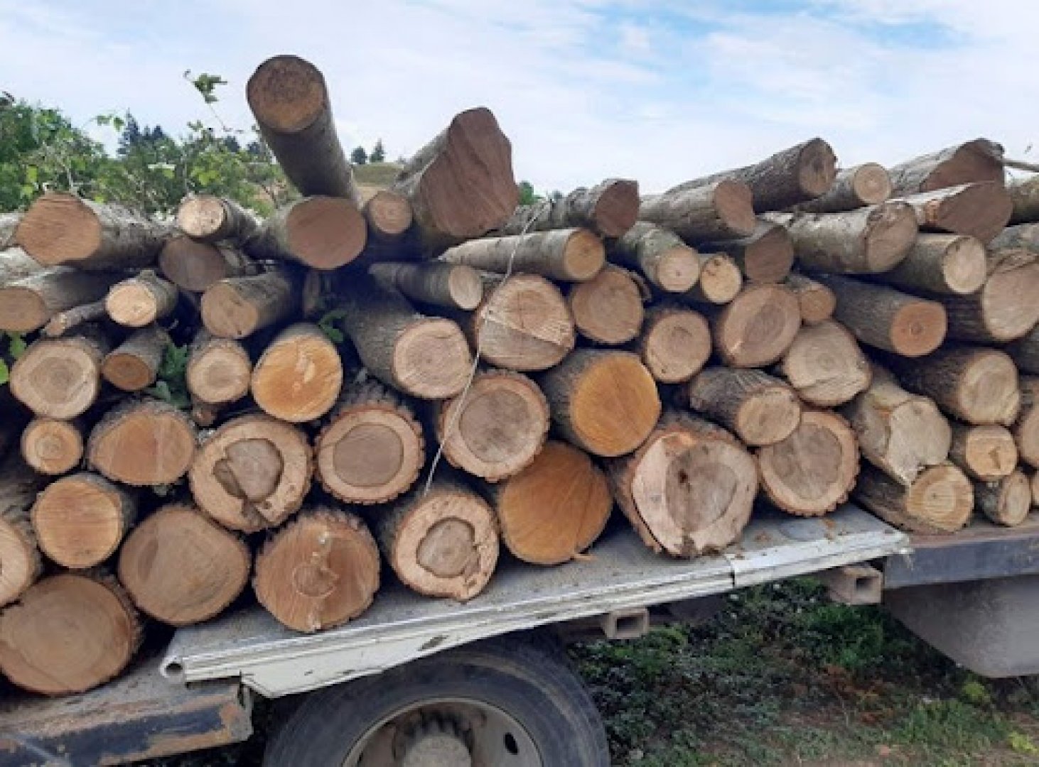Засилват контрола върху движението на дървесина на граничните пунктове - E-Burgas.com