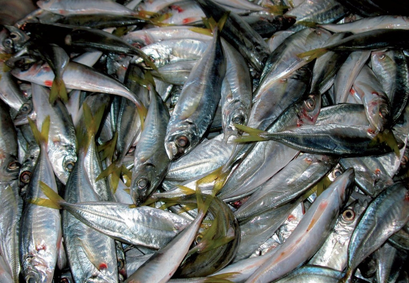Евтина морска риба в Бургас за Никулден  - E-Burgas.com