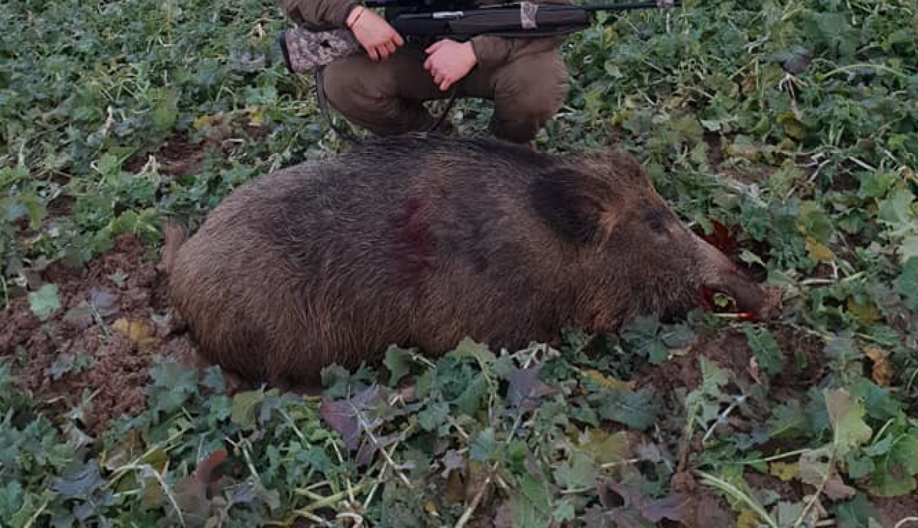 Удължиха срока за групов лов на дива свиня  - E-Burgas.com