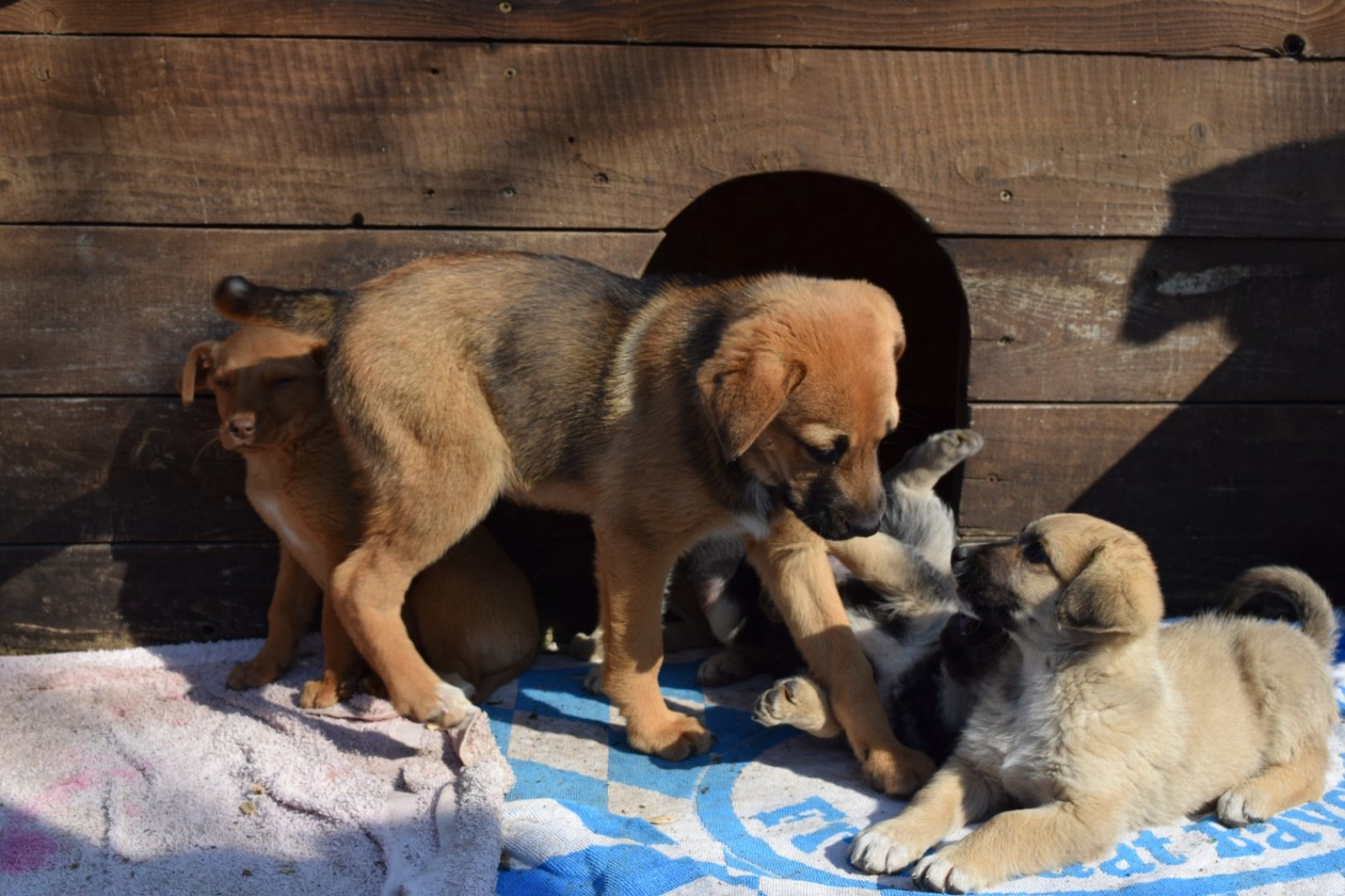 Продължава благотворителната инициатива за подпомагане на Общинския приют за безстопанствени кучета - E-Burgas.com