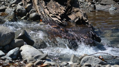 Багер депонира тонове водорасли край Сарафово, предстоят проверки - E-Burgas.com