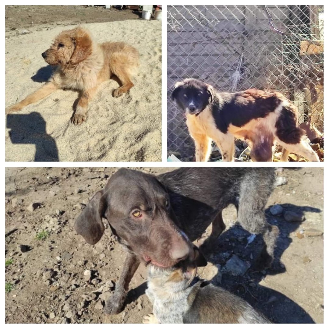 Бургаски доброволци молят за помощ за лечението на три кученца - E-Burgas.com