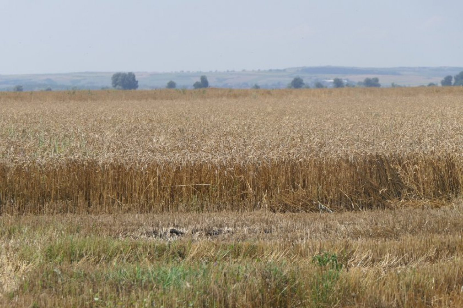 НАП следи под лупа износа на зърно - E-Burgas.com