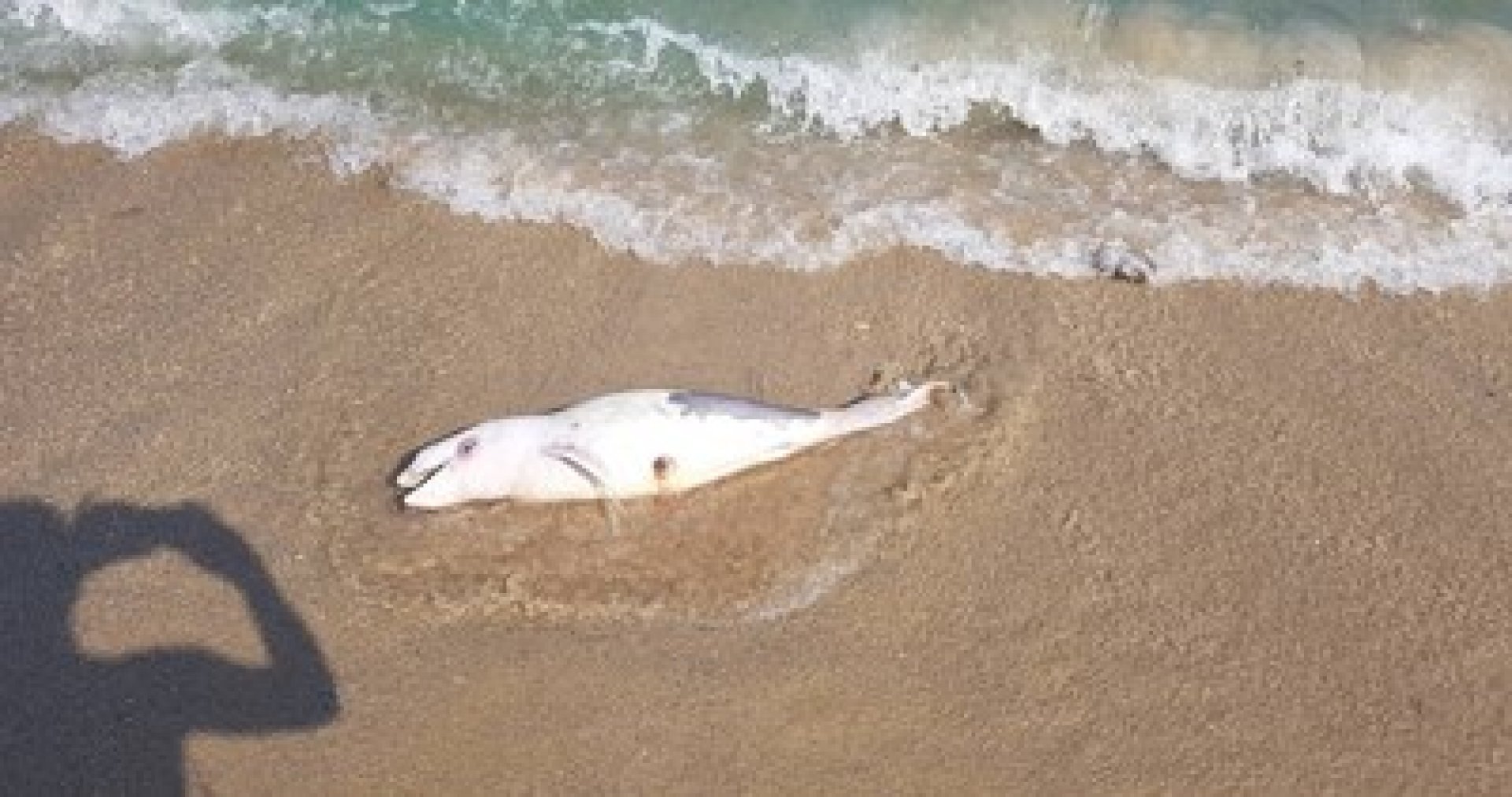 Бебе делфин изплува на плаж Болата - E-Burgas.com