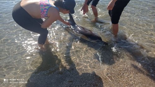 Бебе делфин се лута в канала на Рибарското селище, местните се опитват да го спасят  - E-Burgas.com
