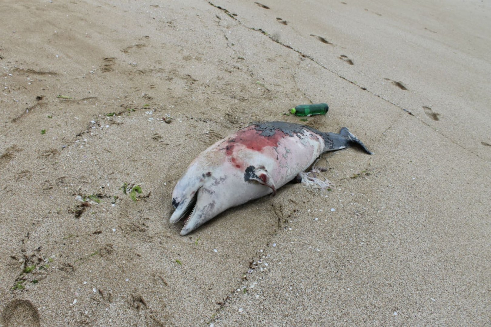 Войната в Украйна ли е причината за многото умрели делфини у нас?  - E-Burgas.com