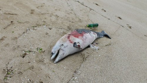 Бебе делфин се лута в канала на Рибарското селище, местните се опитват да го спасят  - E-Burgas.com