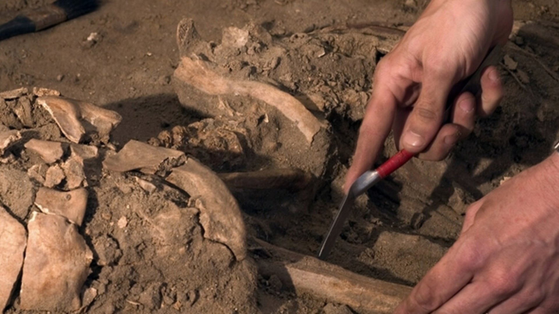 Откриха части от човешки скелет в Тутракан - E-Burgas.com