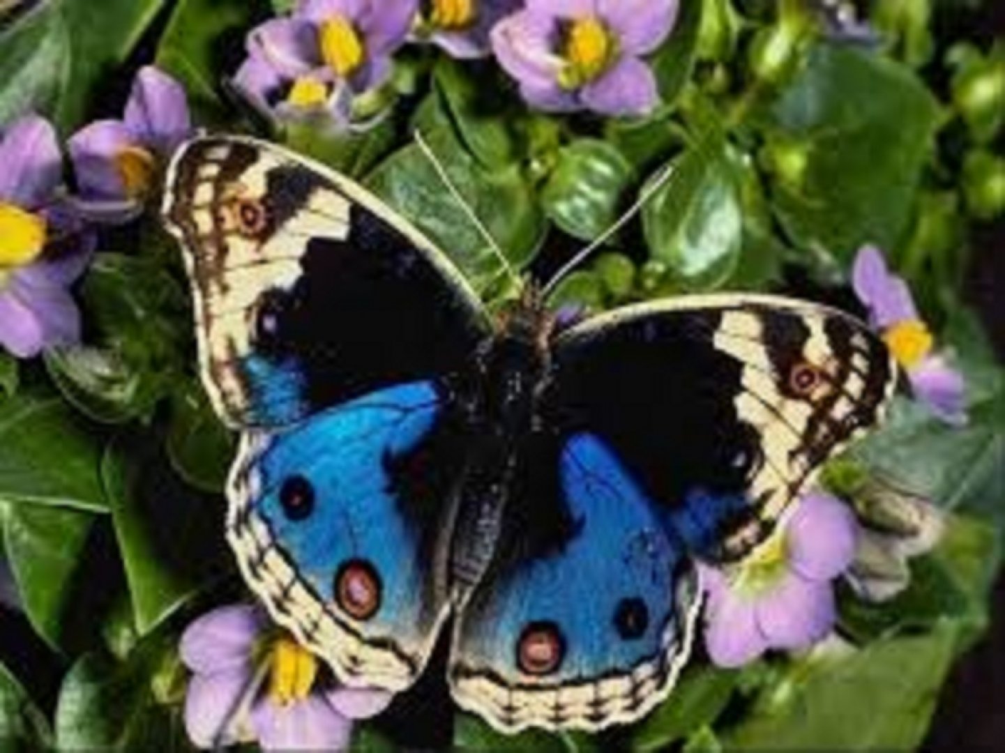 Изложбата с живи пеперуди ще отвори врати на 4 юли - E-Burgas.com
