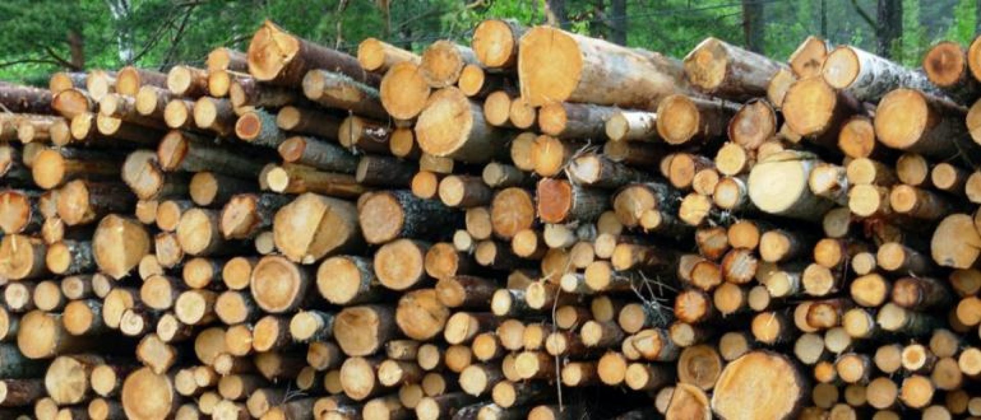 Забранява се износът на необработена дървесина за три месеца - E-Burgas.com