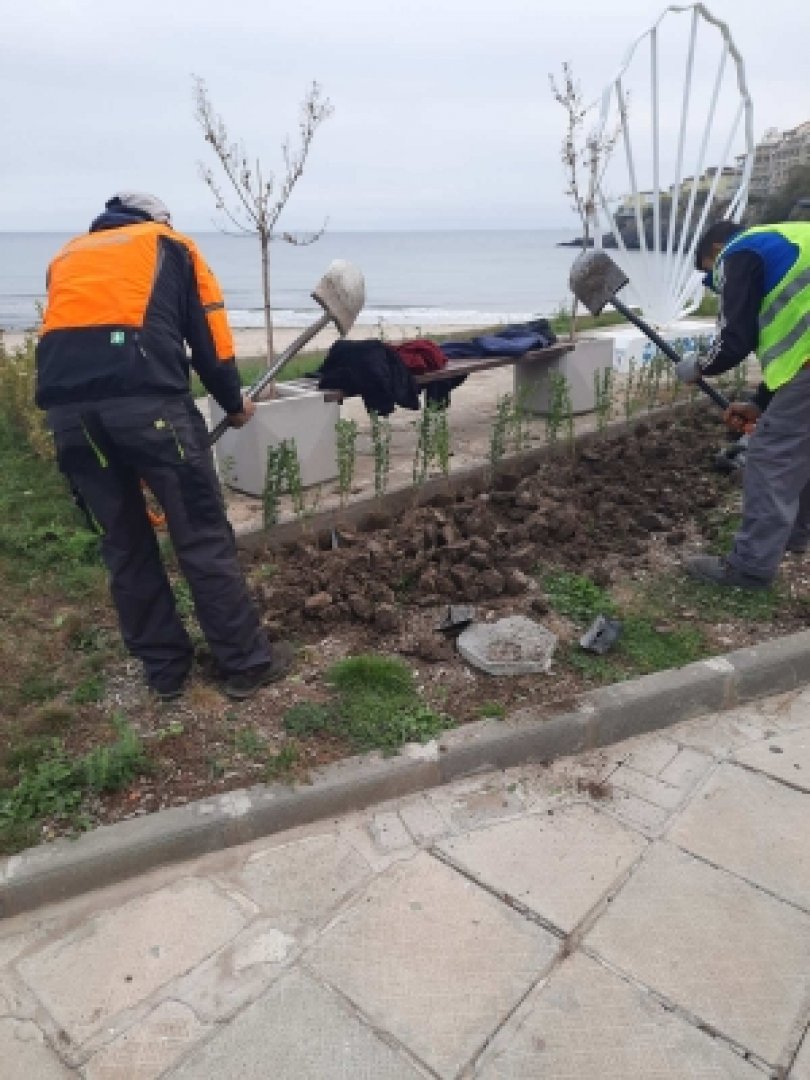 Засадиха 70 дръвчета в градската градина в Созопол - E-Burgas.com