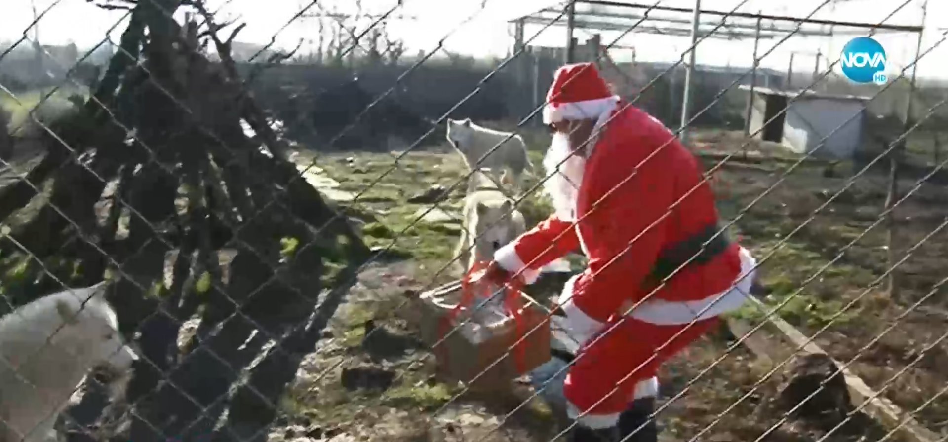 Дядо Коледа раздаде подаръци на животните в Зоопарка в Бургас - E-Burgas.com