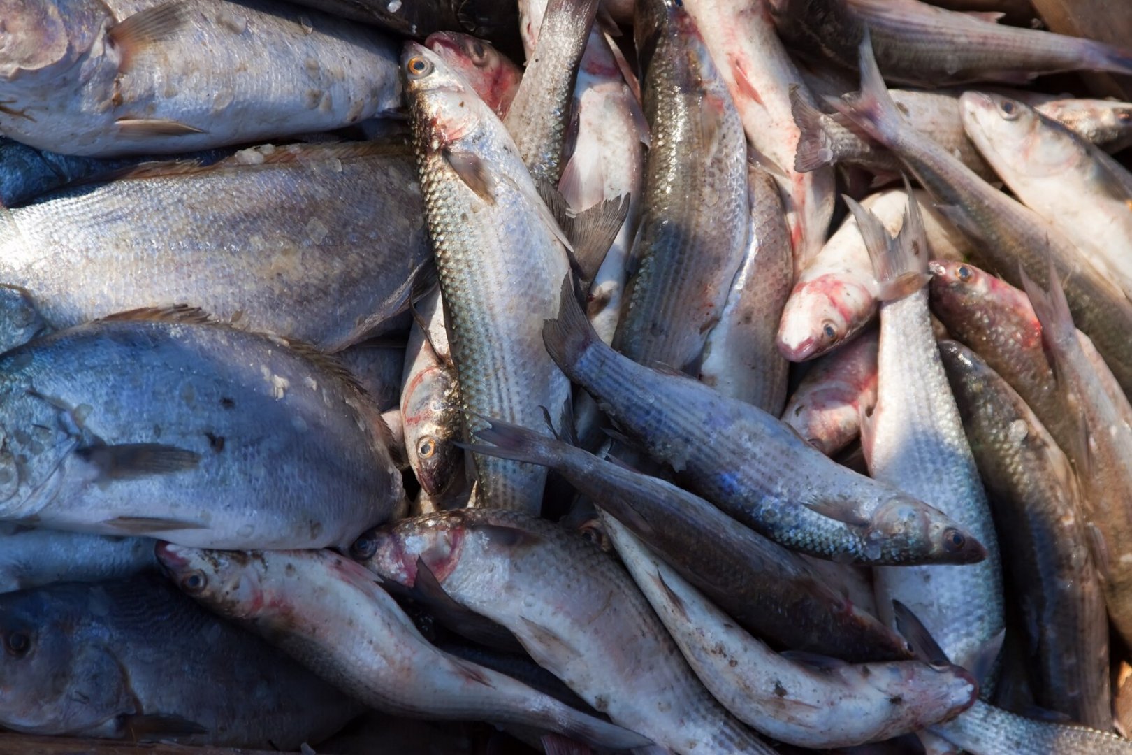 1/4 от рибата на пазара съдържа xиcтaмин - E-Burgas.com