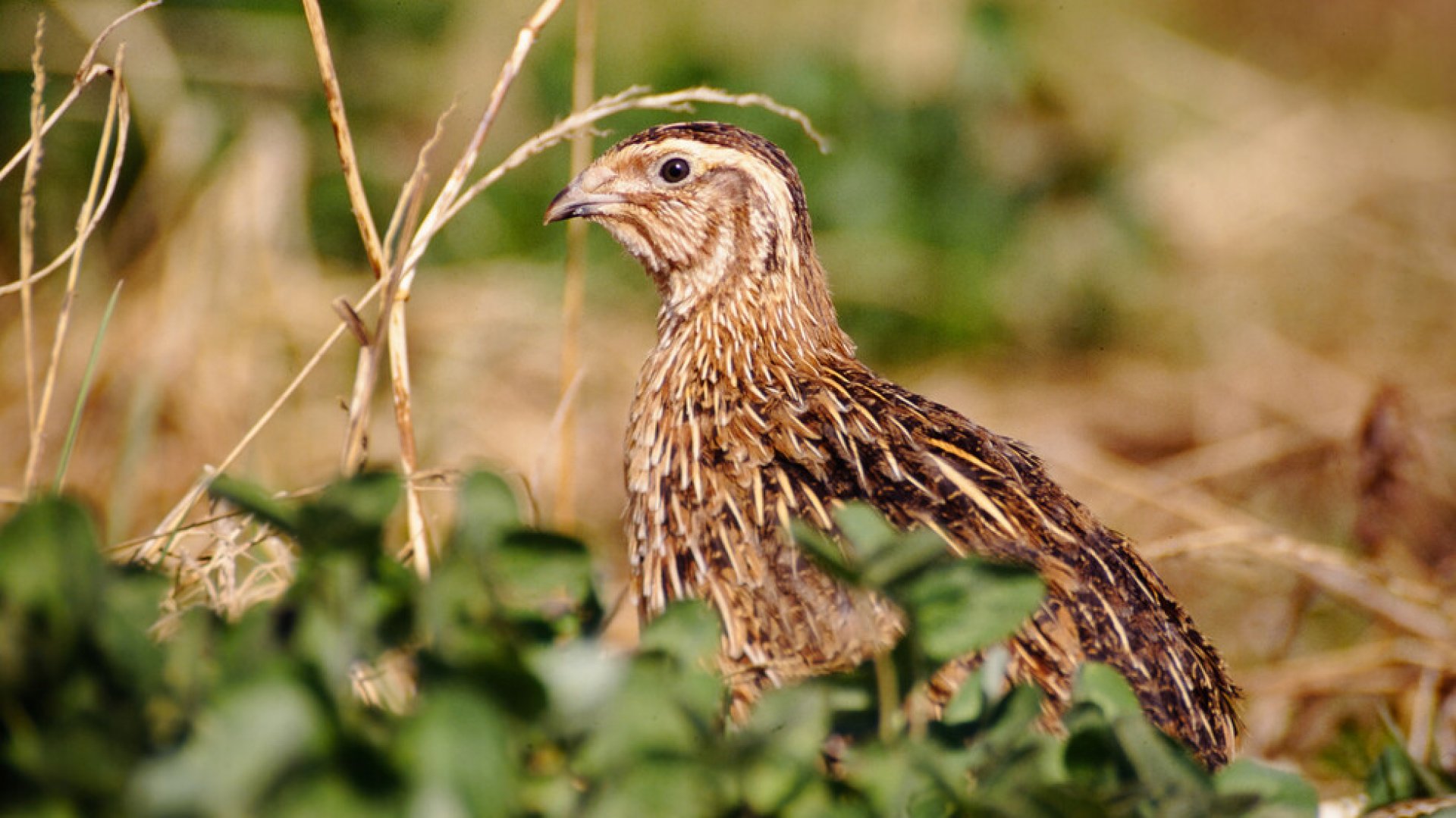 Бум на птичи грип във ферма за пъдпъдъци - E-Burgas.com