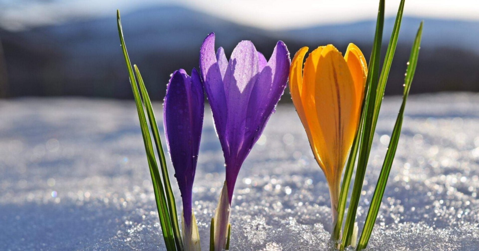 Пролетни температури до края на февруари - E-Burgas.com