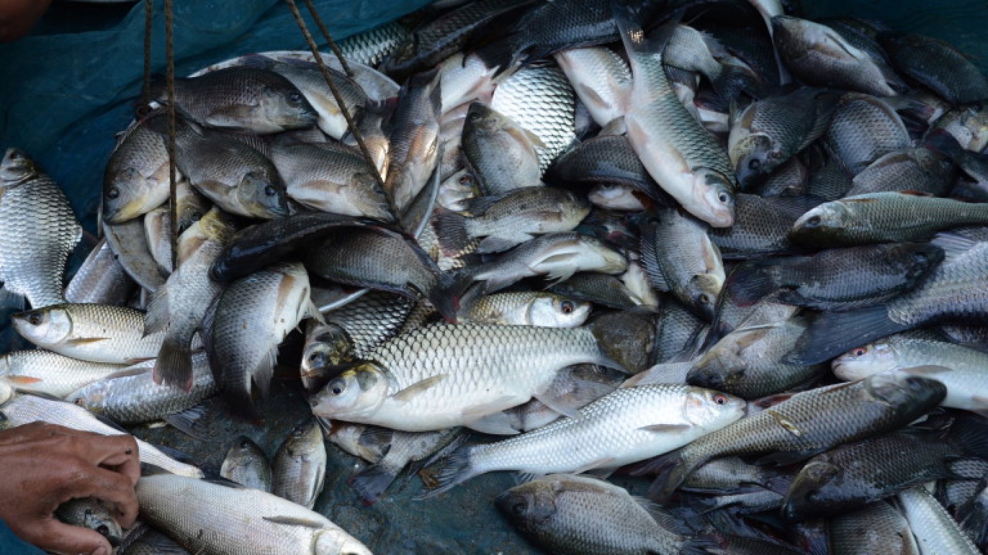Масови проверки на водоемите срещу бракониерски риболов - E-Burgas.com