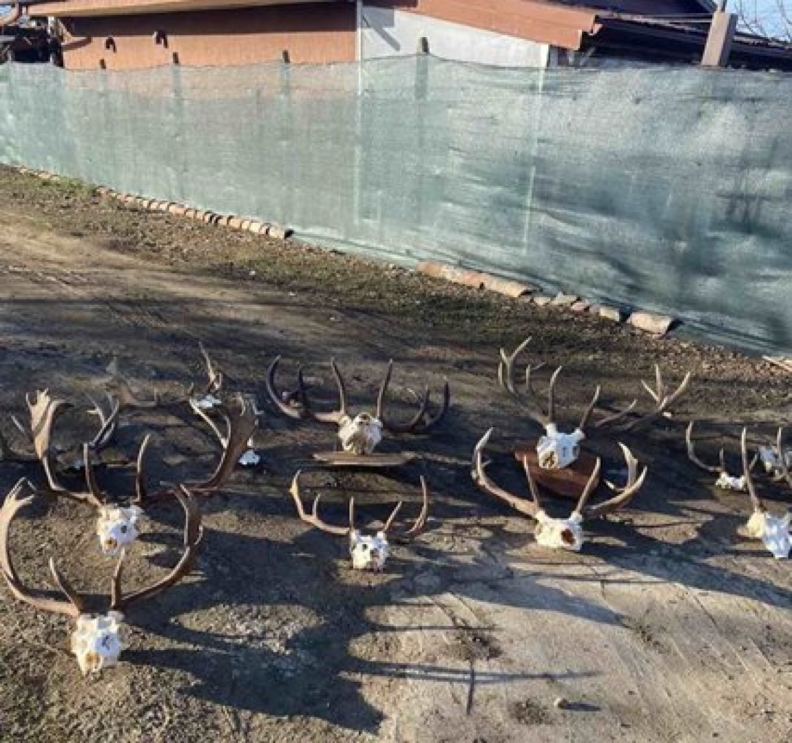 Иззеха незаконни ловни трофеи от бракониер край Приморско - E-Burgas.com