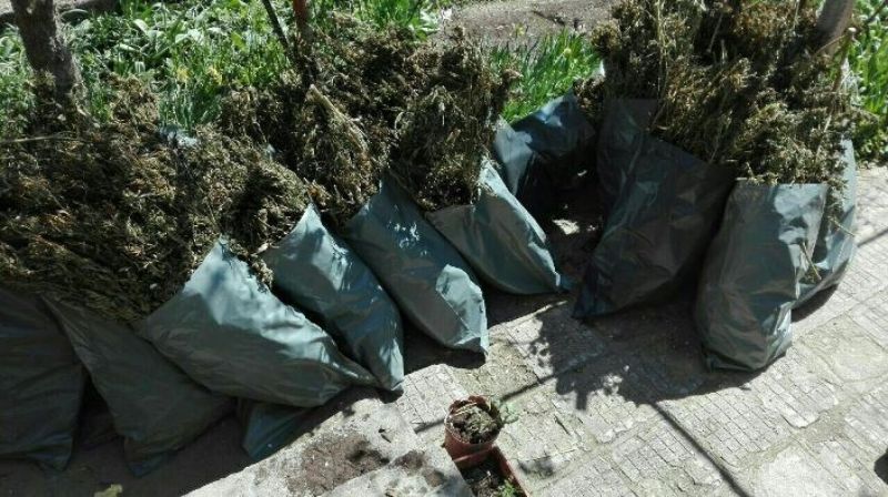 Димитър Атанасов набрал 28 чувала трева от реката  - E-Burgas.com