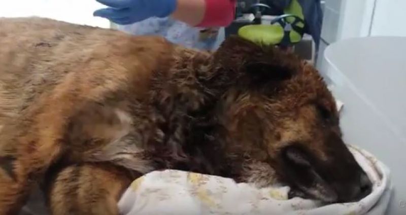 Поредно жестоко убийство на куче в Бургас (видео) - E-Burgas.com