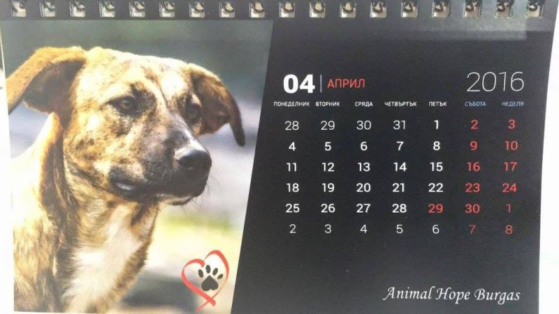 Поредно жестоко убийство на куче в Бургас (видео) - E-Burgas.com