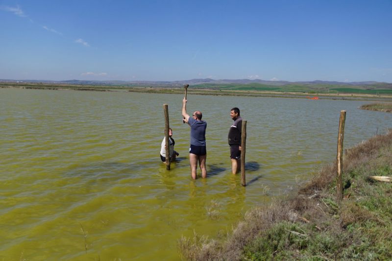 Доброволци спасяват птици от хищниците в Атанасовското езеро (снимки)  - E-Burgas.com