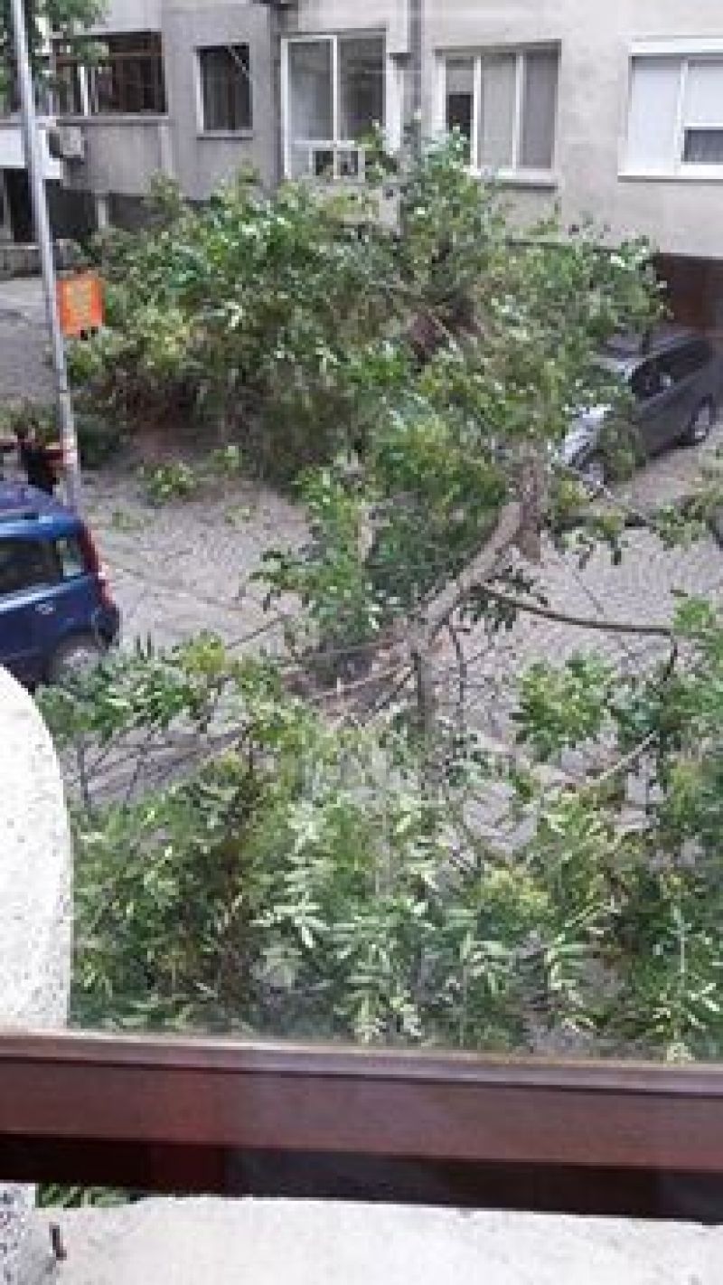 Дърво за малко  не уби човек на улица 