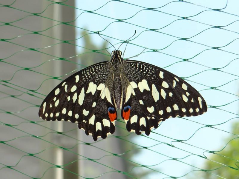 Ето новите пеперуди от Филипините, които ще ни радват тази седмица (Снимки) - E-Burgas.com