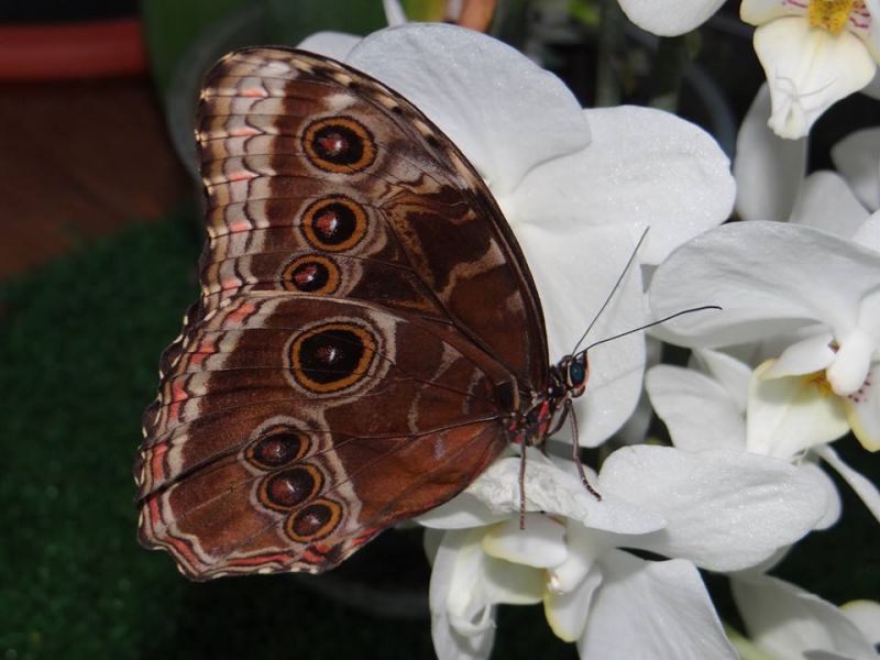 Ето новите пеперуди от Филипините, които ще ни радват тази седмица (Снимки) - E-Burgas.com