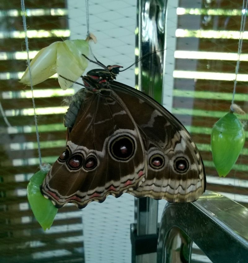Над 120 нови пеперуди ще летят свободно над Флората (Снимки) - E-Burgas.com