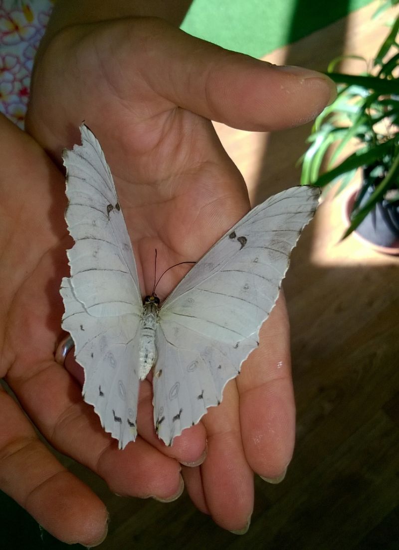 Над 120 нови пеперуди ще летят свободно над Флората (Снимки) - E-Burgas.com