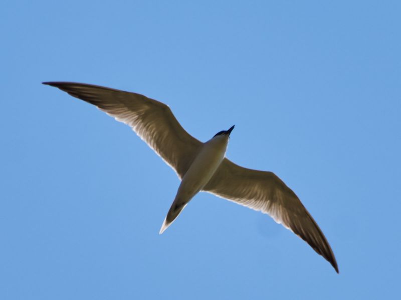 Рядка птица стигна рекордна численост на Атанасковското езеро  - E-Burgas.com