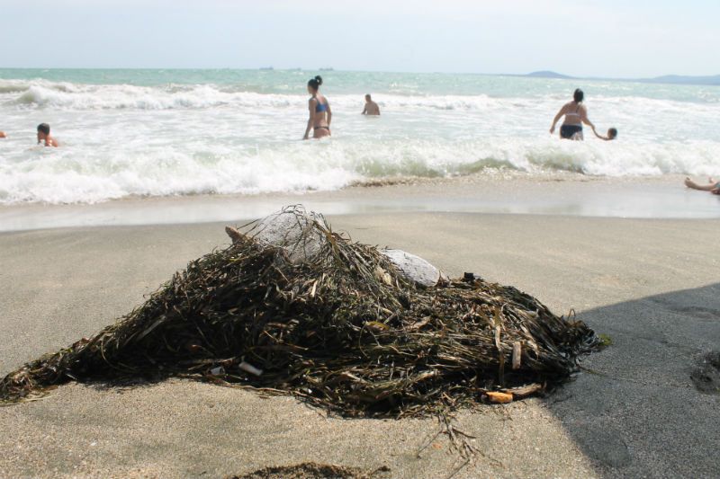 Огромни вълни и миризливи водорасли не прогониха бургазлии от плажа (снимки) - E-Burgas.com