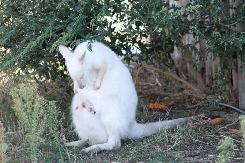 Снежнобяло кенгуру е най-новата рожба на зоопарка в Бургас (Снимки и видео) - E-Burgas.com
