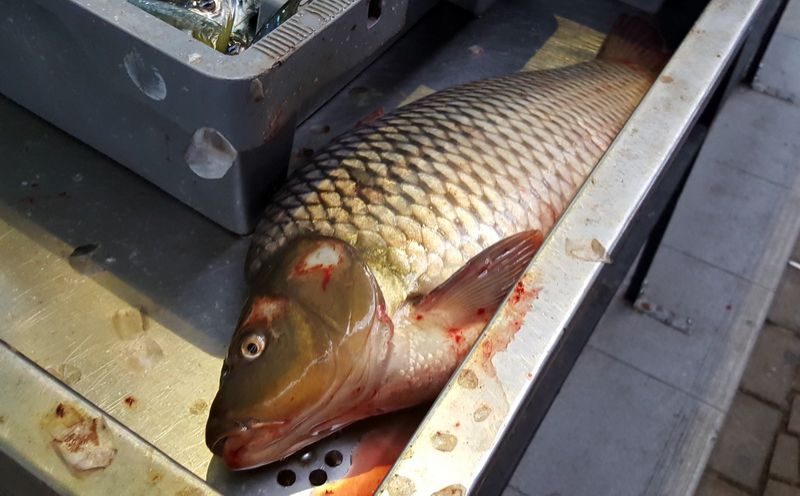 Никулденската еуфория още не е обхванала търговците на риба (Снимки) - E-Burgas.com