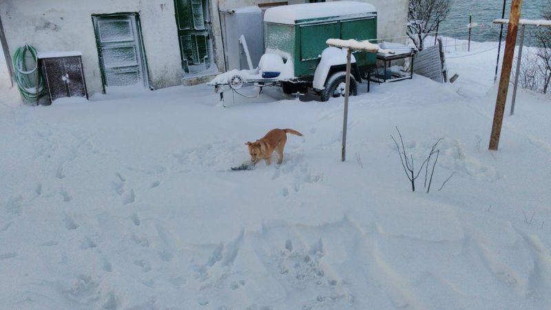 Кученцето Анастасия пази Острова наред с фараджиите - E-Burgas.com