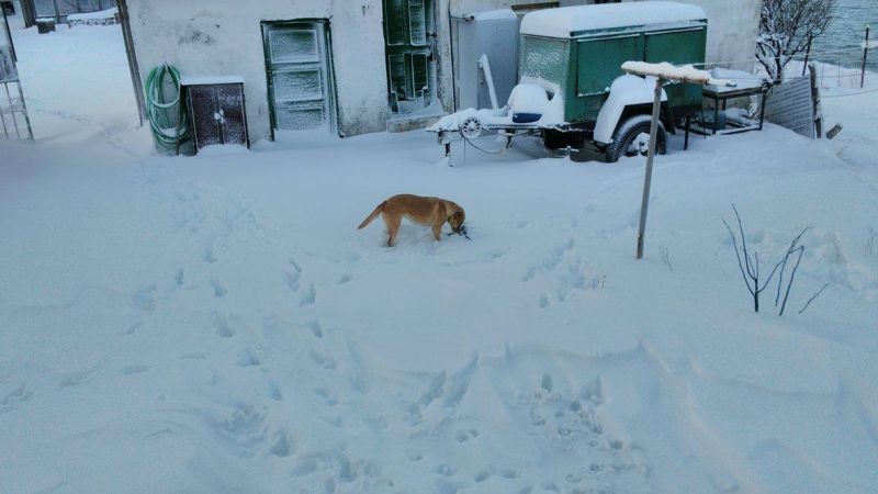 Кученцето Анастасия пази Острова наред с фараджиите - E-Burgas.com