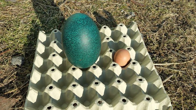 Вижте кой снесе това тюркоазено яйце в Зоо Бургас  (снимки)  - E-Burgas.com