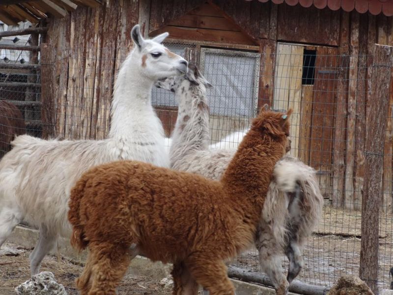 Плейбой: Бургазлията Марк ще запложда три варненски лами (снимки) - E-Burgas.com