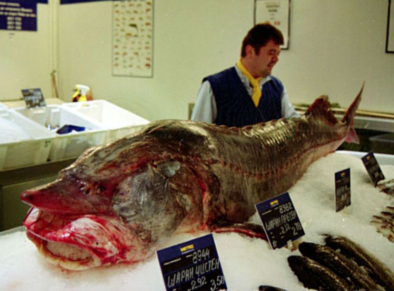 Моруна на рибния щанд в магазин МЕТРО в Бургас, 2002 г./Снимка Татяна БАЙКУШЕВА
