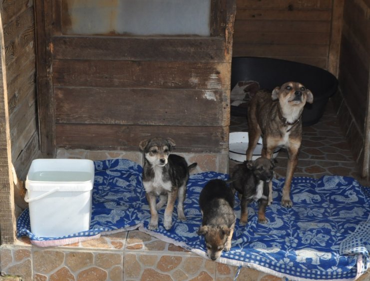 Бургазлии масово осиновяват бездомни кучета, над 700 животни са намерили нов дом (Снимки) - E-Burgas.com