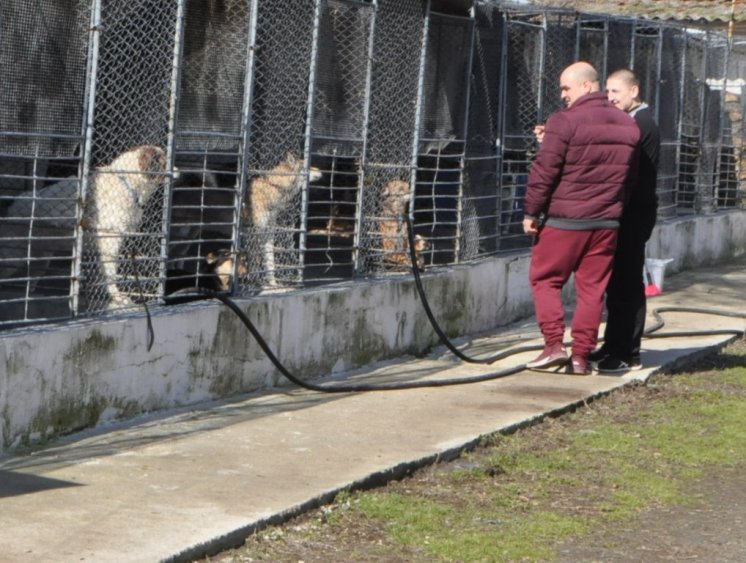 Бургазлии масово осиновяват бездомни кучета, над 700 животни са намерили нов дом (Снимки) - E-Burgas.com