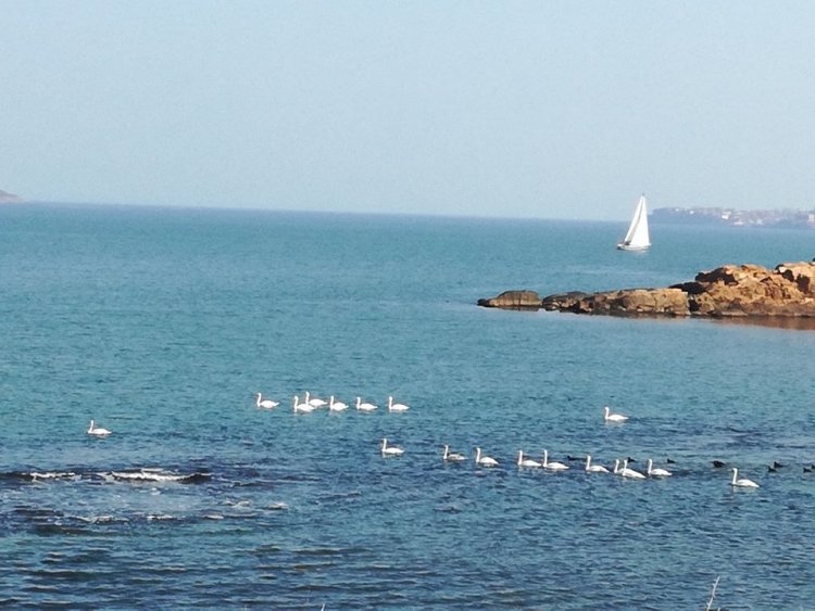 Ято лебеди кацна в морето край Черноморец - E-Burgas.com
