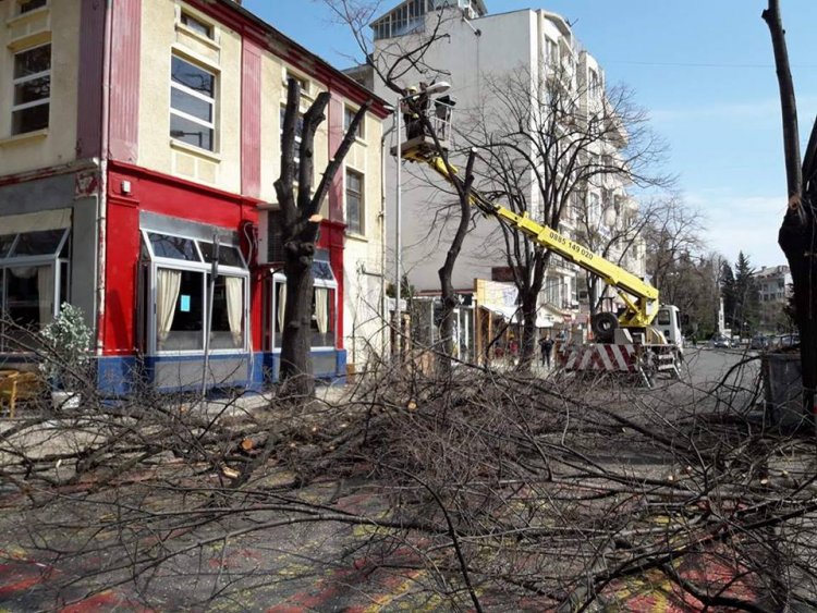 Централна улица в Бургас е затворена заради подрязване на дървета - E-Burgas.com
