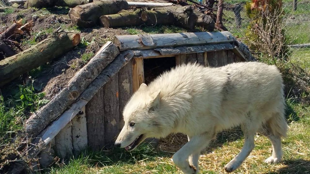 Единствените в България бели вълци вече са в Зоо Бургас (видео)  - E-Burgas.com