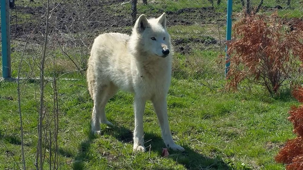 Единствените в България бели вълци вече са в Зоо Бургас (видео)  - E-Burgas.com
