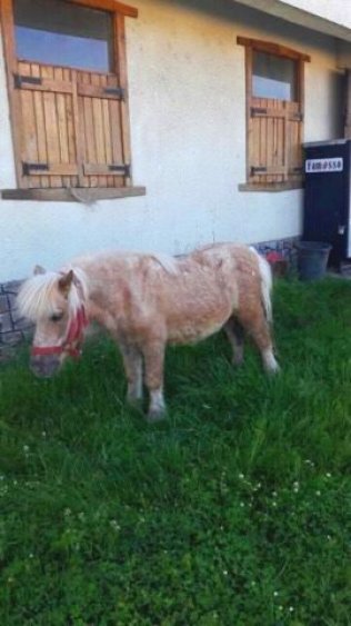25-годишното пони Пепино пребори коварно заболяване, децата отново ще му се радват (Снимки) - E-Burgas.com
