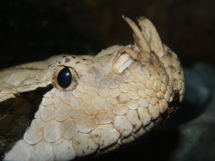 Най-смъртоносните отровни змии идват на гости в Бургас (снимки)  - E-Burgas.com