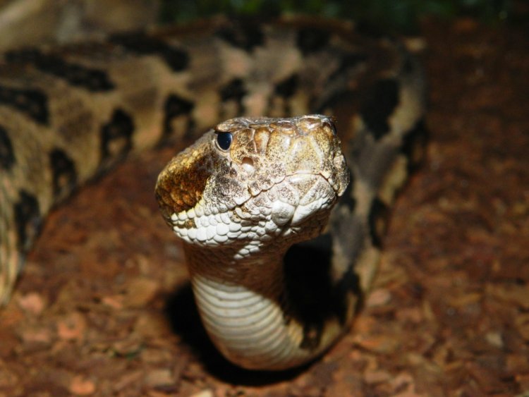 Най-смъртоносните отровни змии идват на гости в Бургас (снимки)  - E-Burgas.com