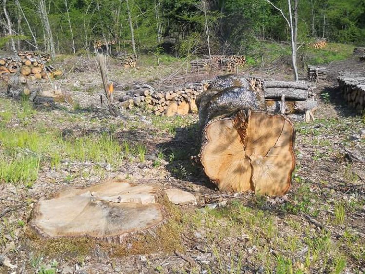 Не пожалиха дървета на по 4 века в Странджа (снимки)  - E-Burgas.com