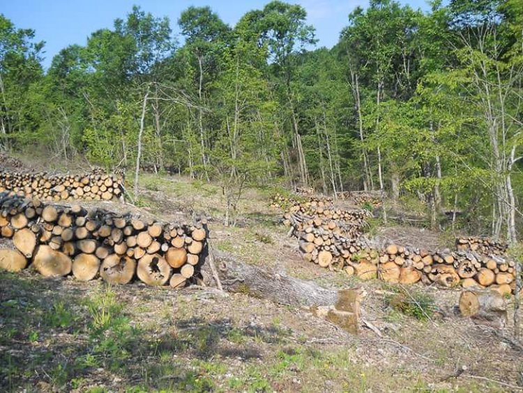 Не пожалиха дървета на по 4 века в Странджа (снимки)  - E-Burgas.com